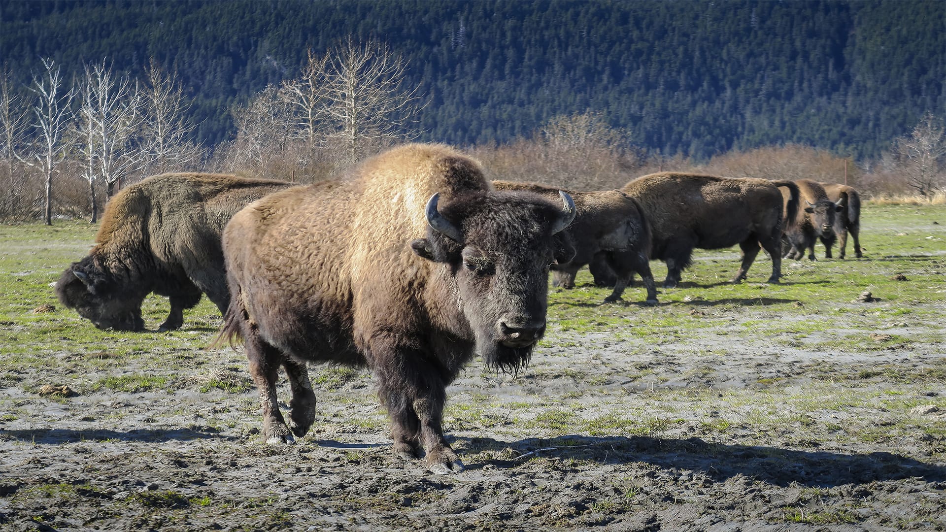 ポーテージ渓谷、アラスカ野生動物保護センター、空港（下船）